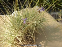 Tillandsia caerulea