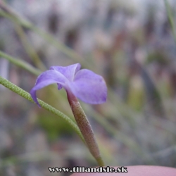 Tillandsia caerulea