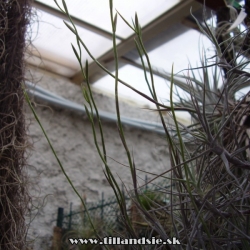 Tillandsia caerulea