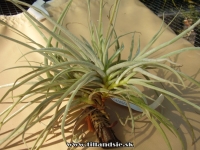 Tillandsia caliginosa