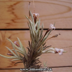 Tillandsia capillaris f.lanuginosa