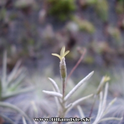 Tillandsia capillaris