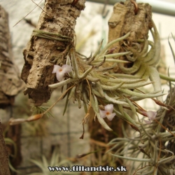 Tillandsia capillaris f.lanuginosa