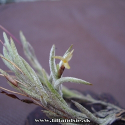 Tillandsia capillaris f. cordobensis