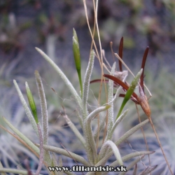 T.capillaris klásky