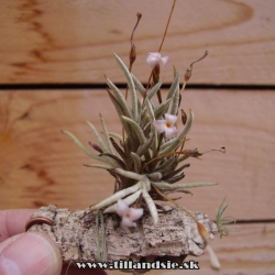 Tillandsia capillaris f.lanuginosa