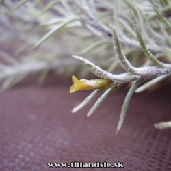 Tillandsia capillaris,,sanzinii