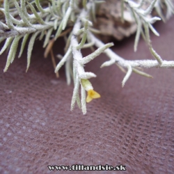 Tillandsia capillaris,,sanzinii