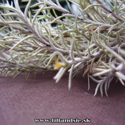 Tillandsia capillaris,,sanzinii