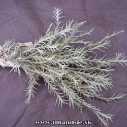 Tillandsia capillaris,,sanzinii