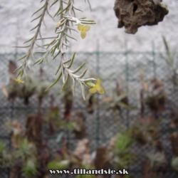 Tillandsia capillaris