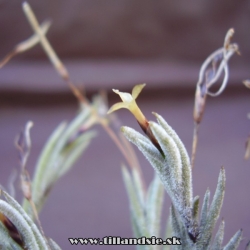 Tillandsia capillaris