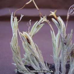 Tillandsia capillaris