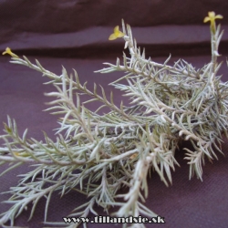 Tillandsia capillaris,,sanzinii,,