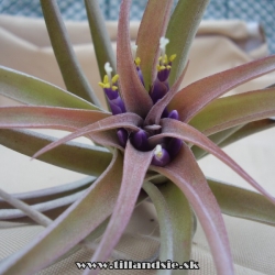 tillandsia capitata