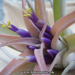 tillandsia capitata