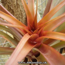 Tillandsia capitata var.rubra