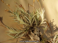 Tillandsia castellanii