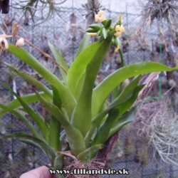 Catopsis nutans