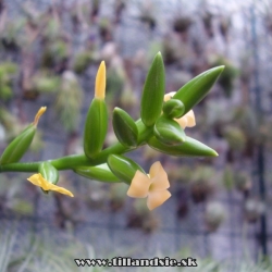 Catopsis nutans