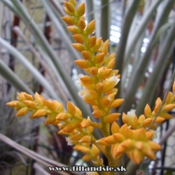 catopsis subulata