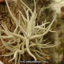 Tillandsia chusgoensis