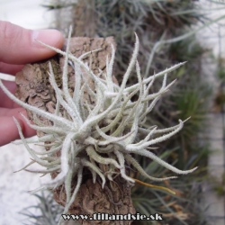 Tillandsia chusgoensis