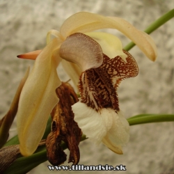 coelogyne speciosa