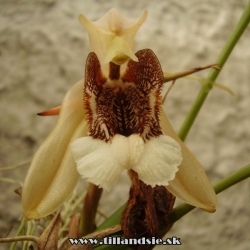 coelogyne speciosa