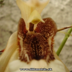 coelogyne speciosa