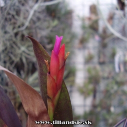 Tillandsia complanata