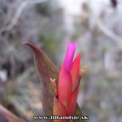 Tillandsia complanata