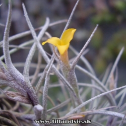 Tillandsia crocata var.tristis