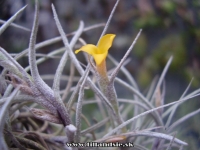 Tillandsia crocata var. tristis