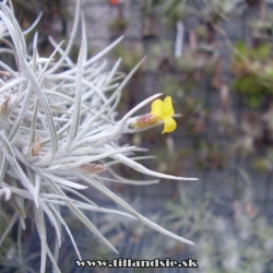 Tillandsia crocata X Tillandsia usneoides