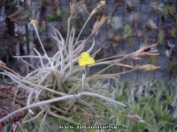 Tillandsia crocata