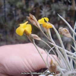 Tillandsia crocata detail kvetov