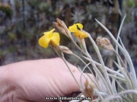 Tillandsia crocata