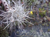 Tillandsia crocata x T.usneoides