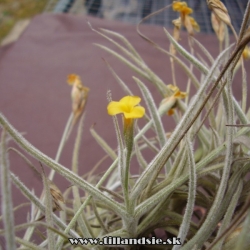 Tillandsia crocata