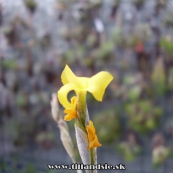 Tillandsia crocata x Tillandsia aurea