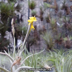 Tillandsia crocata x Tillandsia aurea