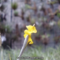 Tillandsia crocata x Tillandsia aurea