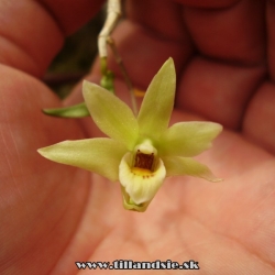 Dendrobium gracilicaule