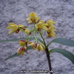 Dendrobium gracilicaule