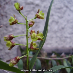 Dendrobium gracilicaule