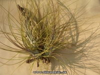 Tillandsia disticha