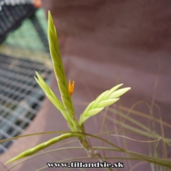 Tillandsia disticha