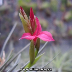 Tillandsia dorotheae