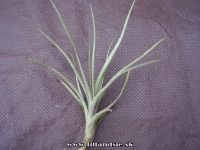 Tillandsia dorotheae